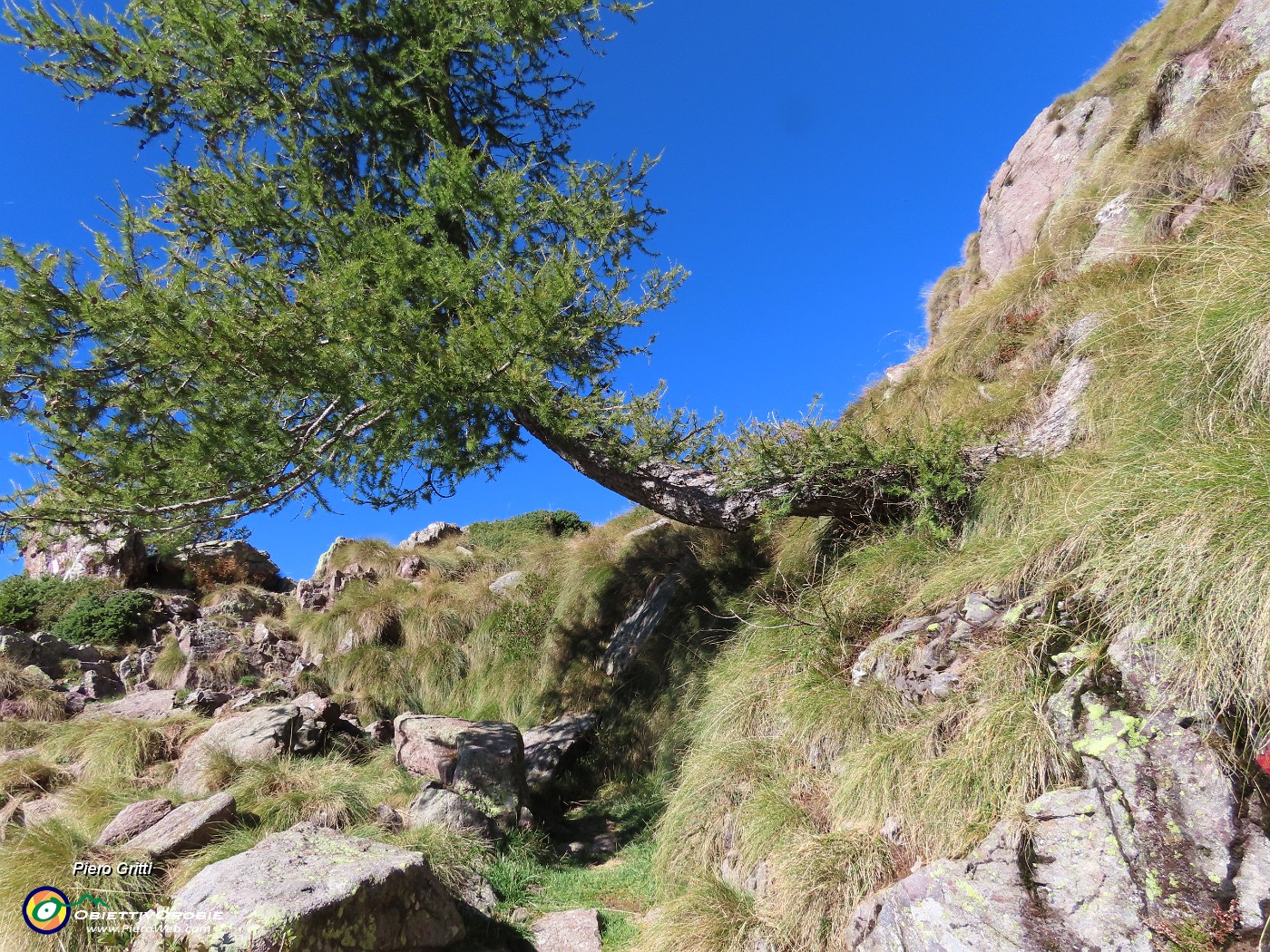 16 Larice piegato nella roccia,  ancora verde.JPG